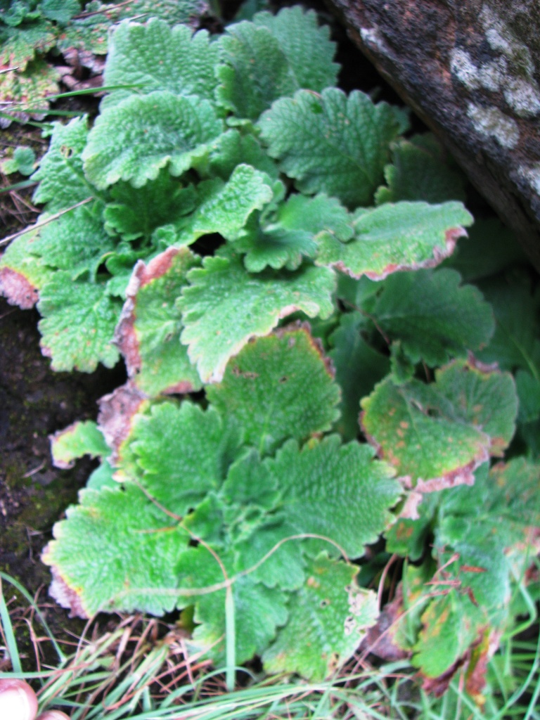Henckelia wayanadensis eFlora of India